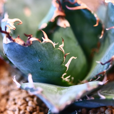Agave titanota white Whale × YAMABACHI   no.123175
