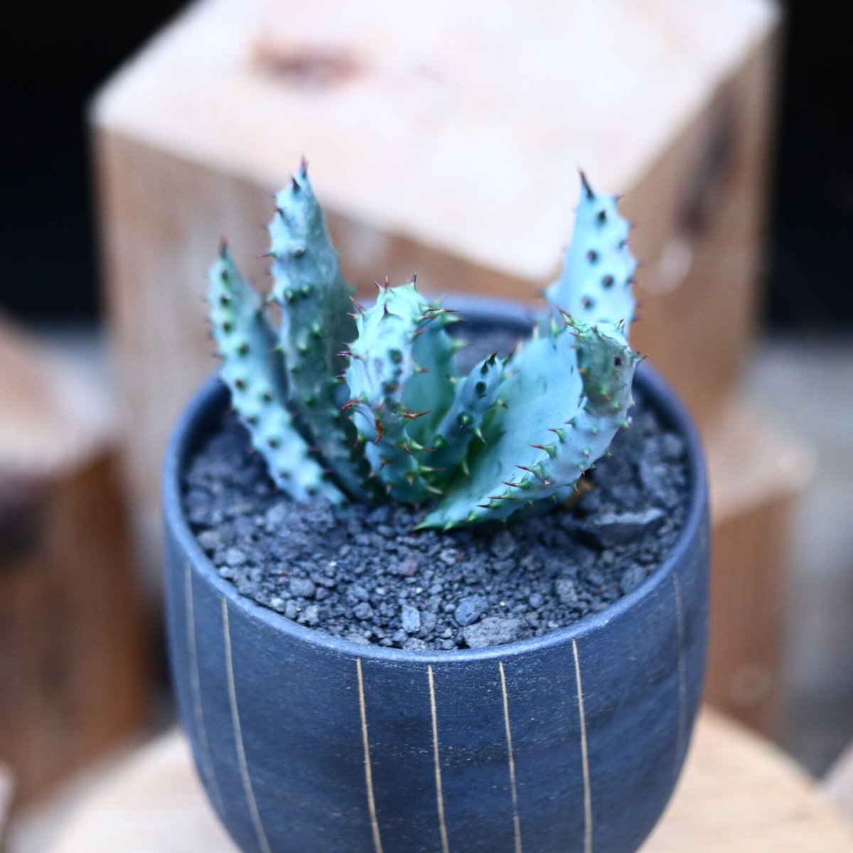 アロエ マルロシー(鬼切丸)／Aloe marlothii no.1226106 |