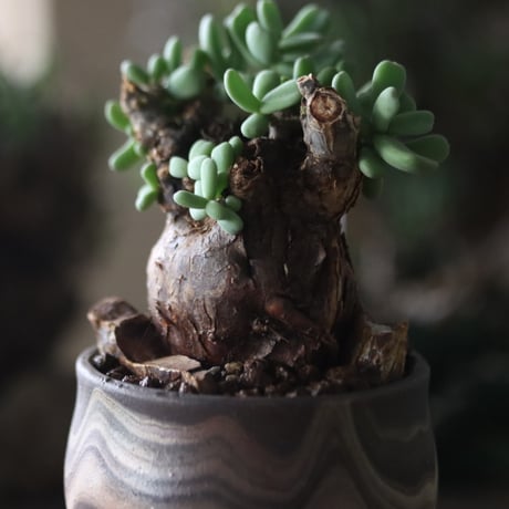 Ceraria pygmaea × 中川智治   no.81861