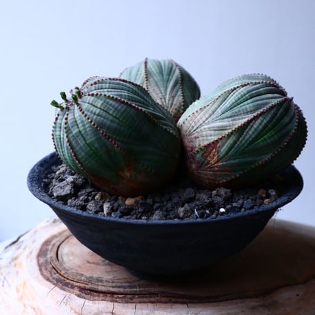 ユーフォルビア  オベサ  トリプルヘッド  Euphorbia obesa   no.20314