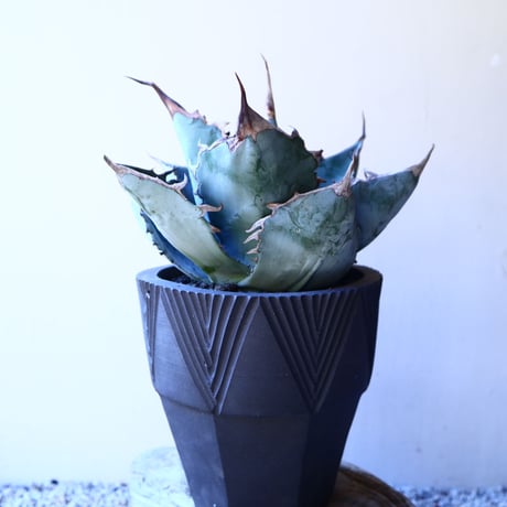 アガベ   ホワイトアイスブルー   Agave  titanota white ice   no.11236