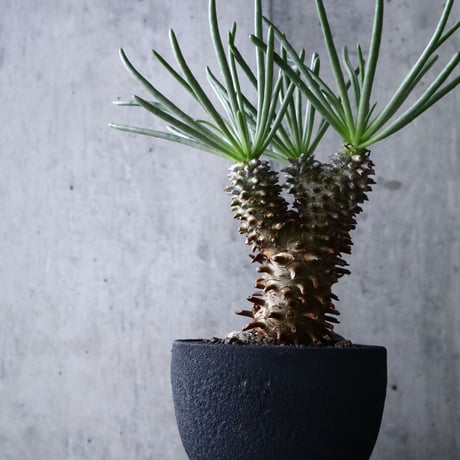 チレコドン   ワリチー     Tylecodon wallichii no.004