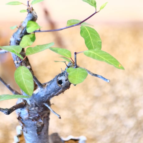 ブルセラ ファガロイデス / Bursera fagaroides   no.51402