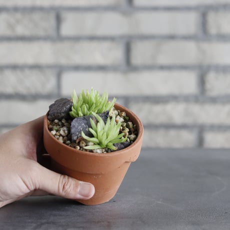 スポーツトイ・アクショントイ hydrangea haworthia スポーツトイ・アクショントイ hydrangea haworthia 新種だっ