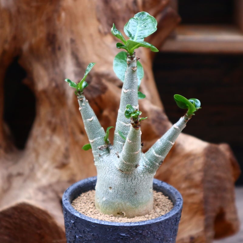 アデニウム アラビカム / Adenium arabicum / 発根済み no.3121