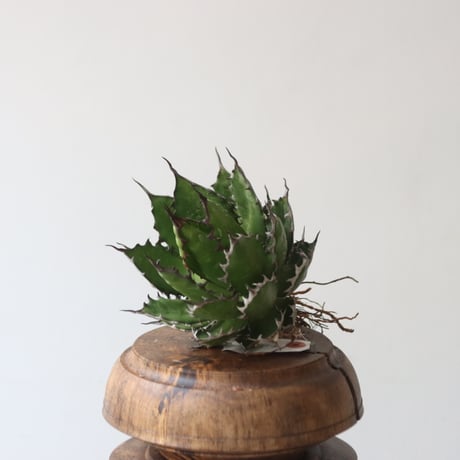 U.S. horrida (Agave horrida) / Style of Chika　no.1227-18