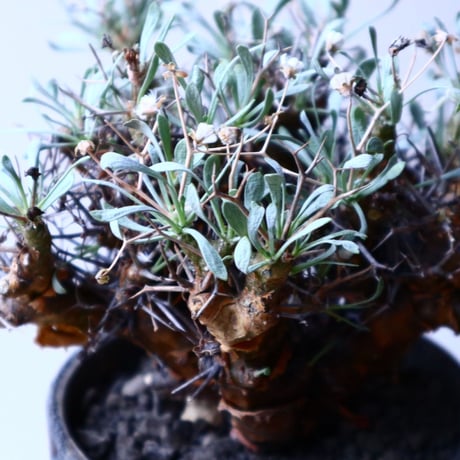 オトンナ  ユーフォルビオイデス Othonna  euphorbioides  no.20325