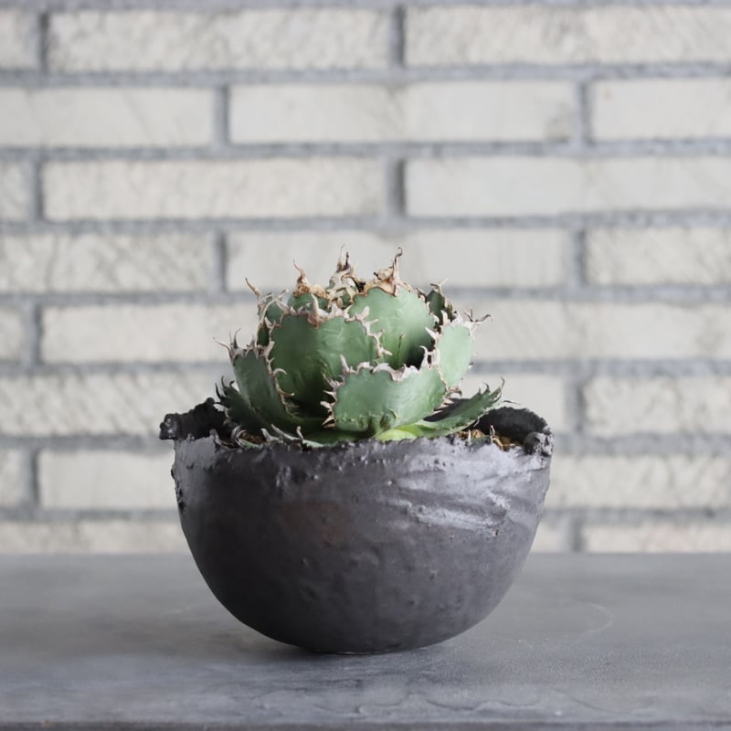 Agave titanota filigree × takero pot (5号) no.9