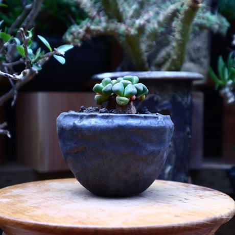 アロイノプシス スクーネーシー／Aloinopsis schooneesii   no.60618
