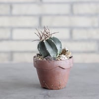 Astrophytum capricorne v. crassispinum (黒刺水牛大鳳玉) × YAMABACHI var.六本芽 (3号)  no.621/47