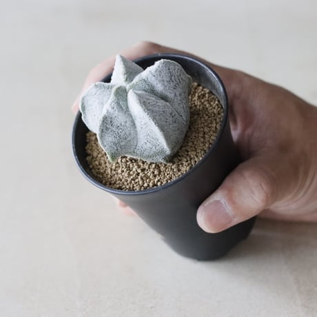 Astrophytum myriostigma / 白ランポー玉  (2.5号鉢)  no.913/47