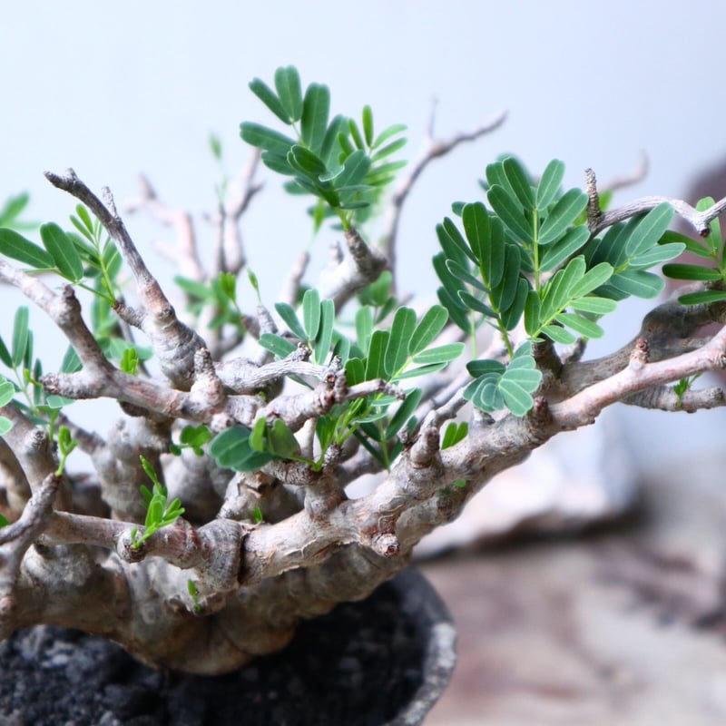センナ・メリディオナリス Senna meridionalis 現地球　大株 センナ メリディオナリス Senna meridionalis | mana's farm:塊