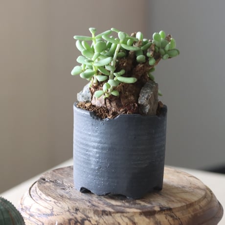 Ceraria pygmaea × N/OH   no.905-17