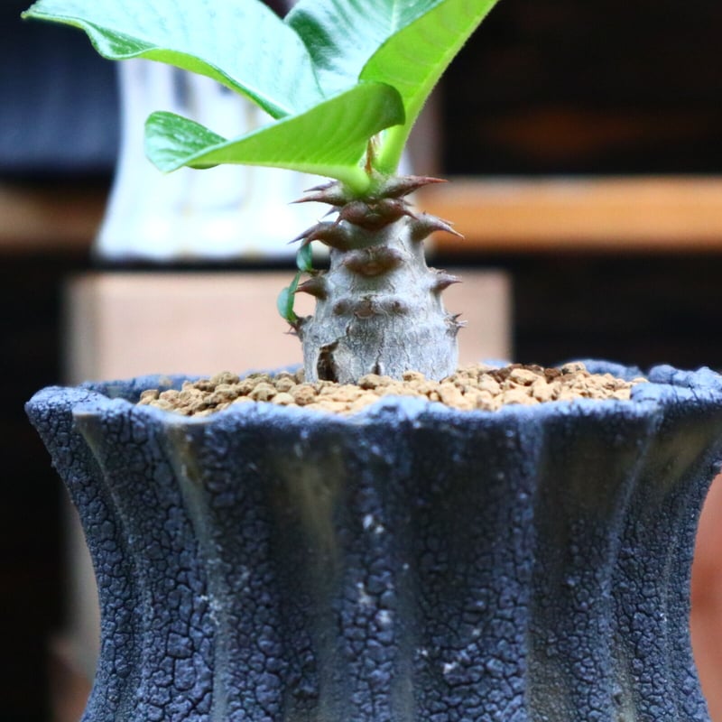 パキポディウム ウィンゾリー実生／Pachypodium baronii var. winds