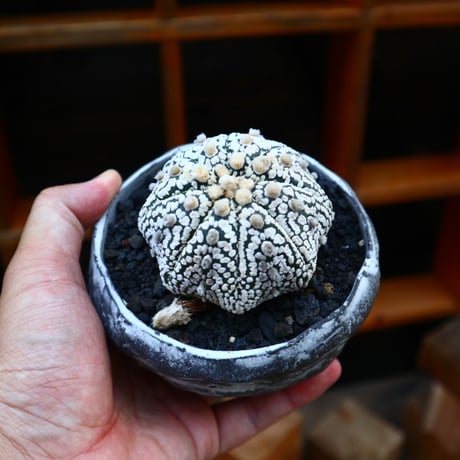 アストロフィツム   スーパー兜／Astrophytum asterias 'Super Kabuto'   no.60598