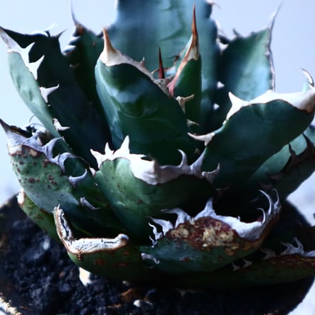 アガベ   チタノタ 　 Agave  titanota   no.121520