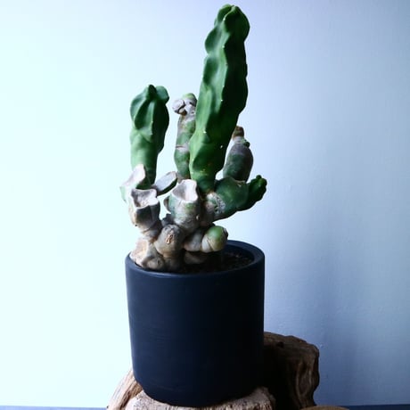 ロフォケレウス  福禄寿   Lophocereus schottii   No.037