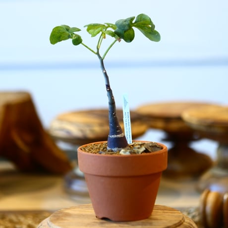 Adenia glauca × YAMABACHI   no.31017