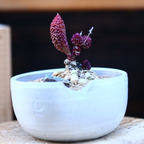 アドロミクス マリアニアエ  へレイ〝レッドボール″／Adromischus marianiae  var.herrei〝Redball″    no.13072