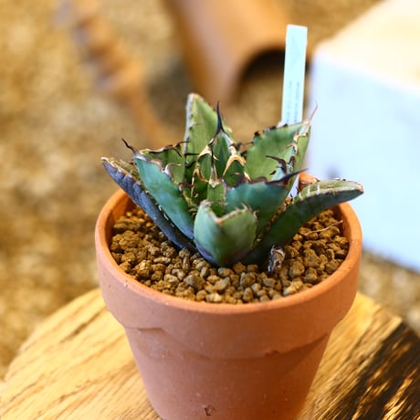 Agave titanota black Whale × YAMABACHI   no.123172