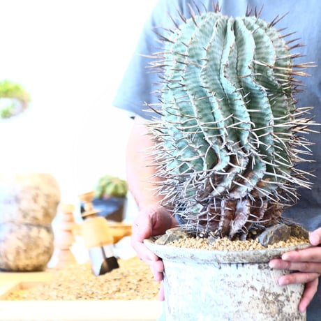 Euphorbia horrida 'major'  × たけろうポット   no.91752