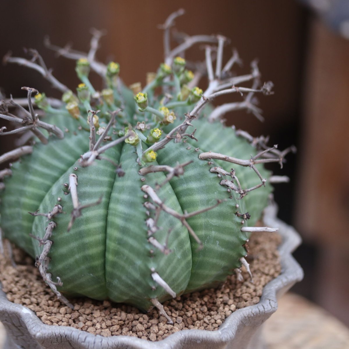 ユーフォルビア ブラック バリダ