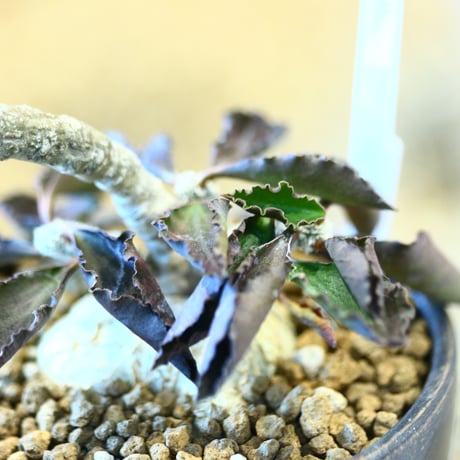 Euphorbia ambovombensis × YAMABACHI var. takero pot  no.123137