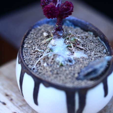 アドロミクス マリアニアエ  へレイ〝レッドボール″／Adromischus marianiae  var.herrei〝Redball″    no.13073