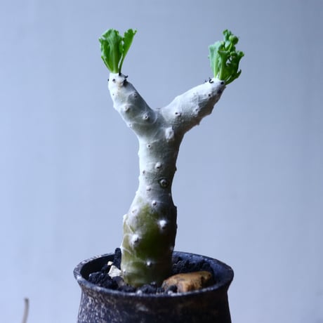 オトンナ　シクロフィラ    Othonna cyclophylla   no.92754