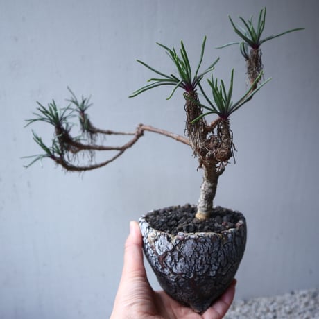 セネキオ  バル ベルトニクス   Senecio barbertonicus   no.122207