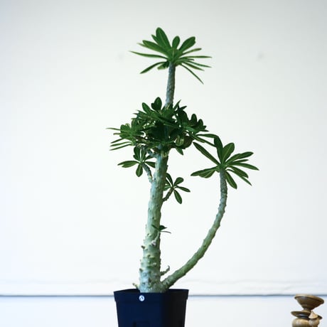 ドルステニア  ギガス / Dorstenia gigas  no.51415