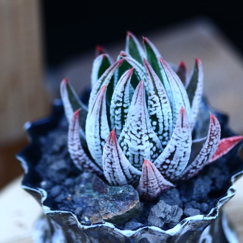 多肉植物 ハオルチア 皇帝錦 多肉植物 ハオルチア 皇帝錦 希少株