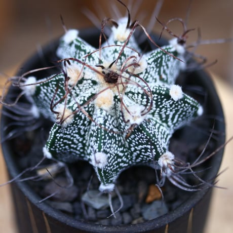 アストロフィツム 鳳凰玉／Astrophytum capricorne v. minus　no.40376