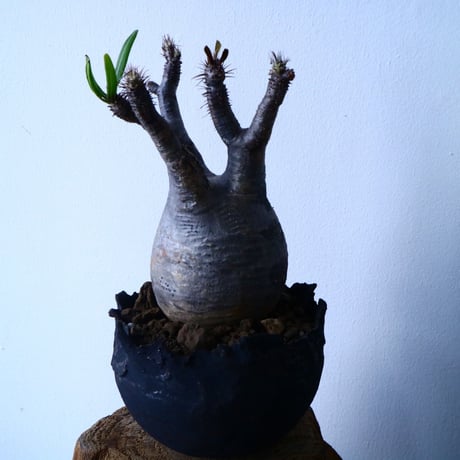 パキポディウム グラキリス Pachypodium rosulatum var. gracilius  No.31024