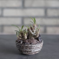 Pachypodium gracilius × takero pot (3号)  no.524/32