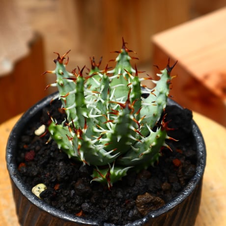 アロエ エリナケア／Aloe melanacantha ssp. var. erinacea  no.71008