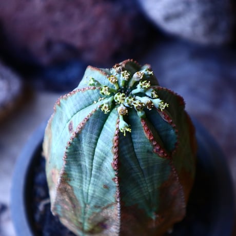 ユーフォルビア  オベサ    Euphorbia obesa　no.32201