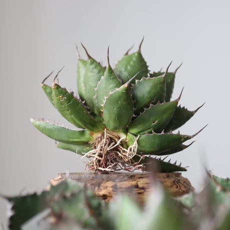 Agave horrida / Style of Chika　no.42161