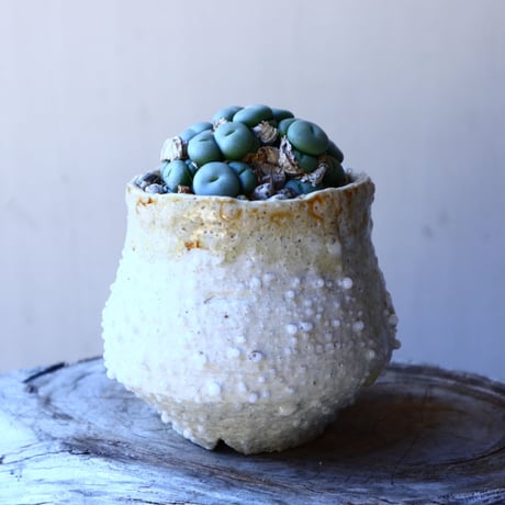 コノフィツム   ペアルソニー Conophytum pearsonii  no.117