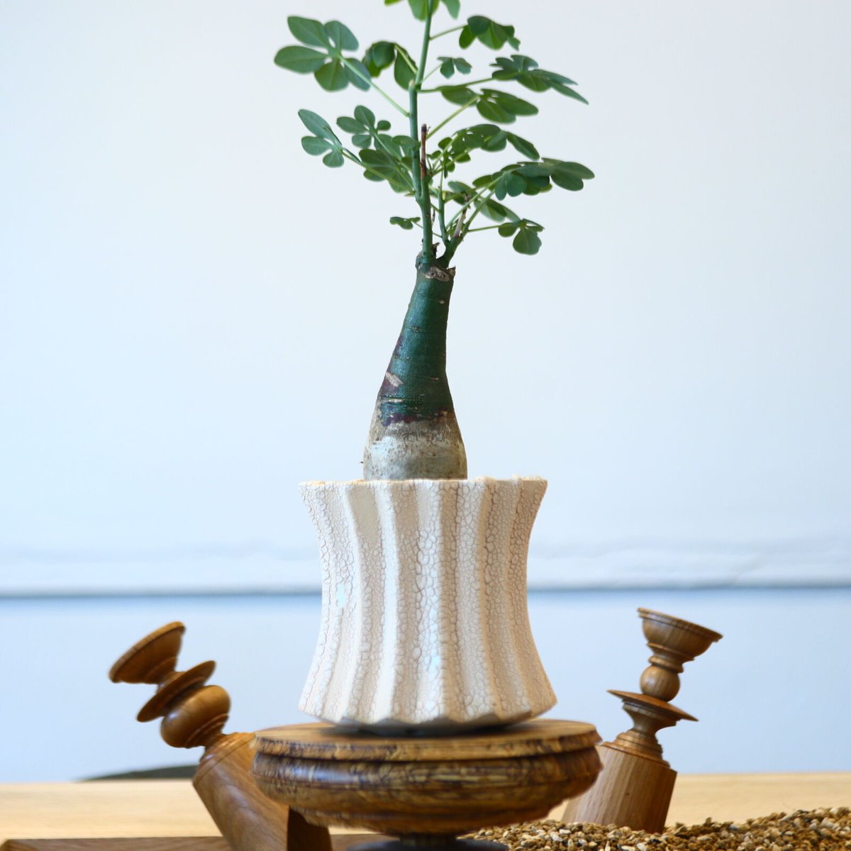 アデニア　グラウカ アデニア グラウカ／Adenia glauca no.103061 | 芽の巣山