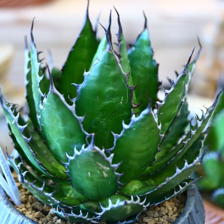 N/OH × Agave horrida   no. 111930