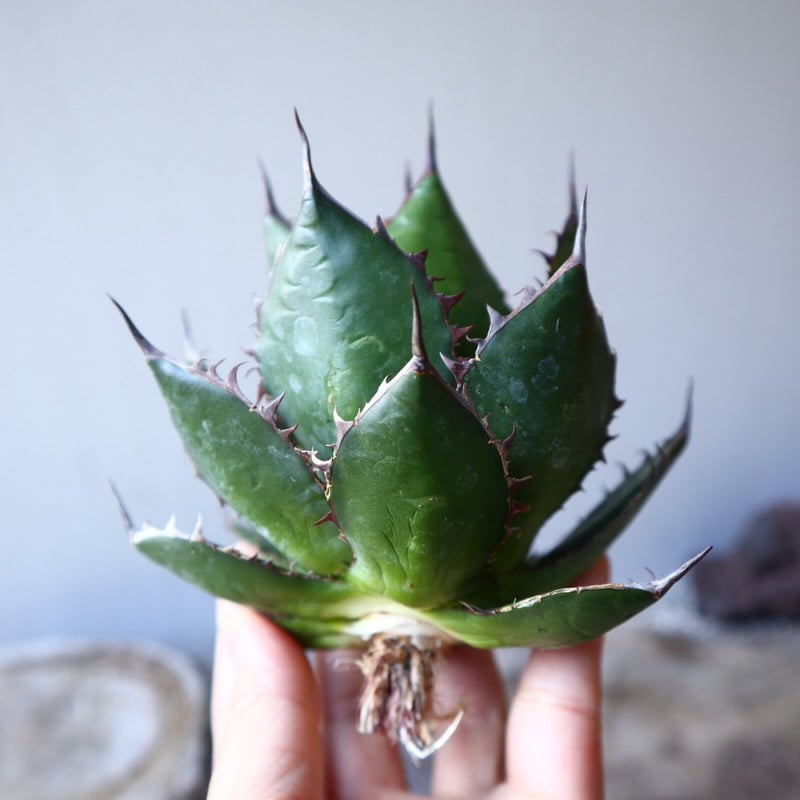アガベ ホリダ Agave horrida no.111013 | 芽の巣山