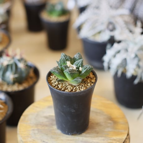 Ariocarpus fissuratus cv. Godzilla / 亀甲牡丹ゴジラ (2.5号)  no.1226/32