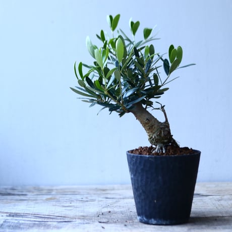 オリーブ　Olea europaea　 no.110844-3