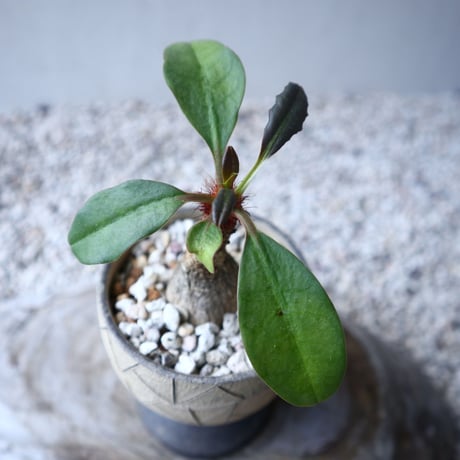 ユーフォルビア   ラメナ    Euphorbia ramena   no.122213
