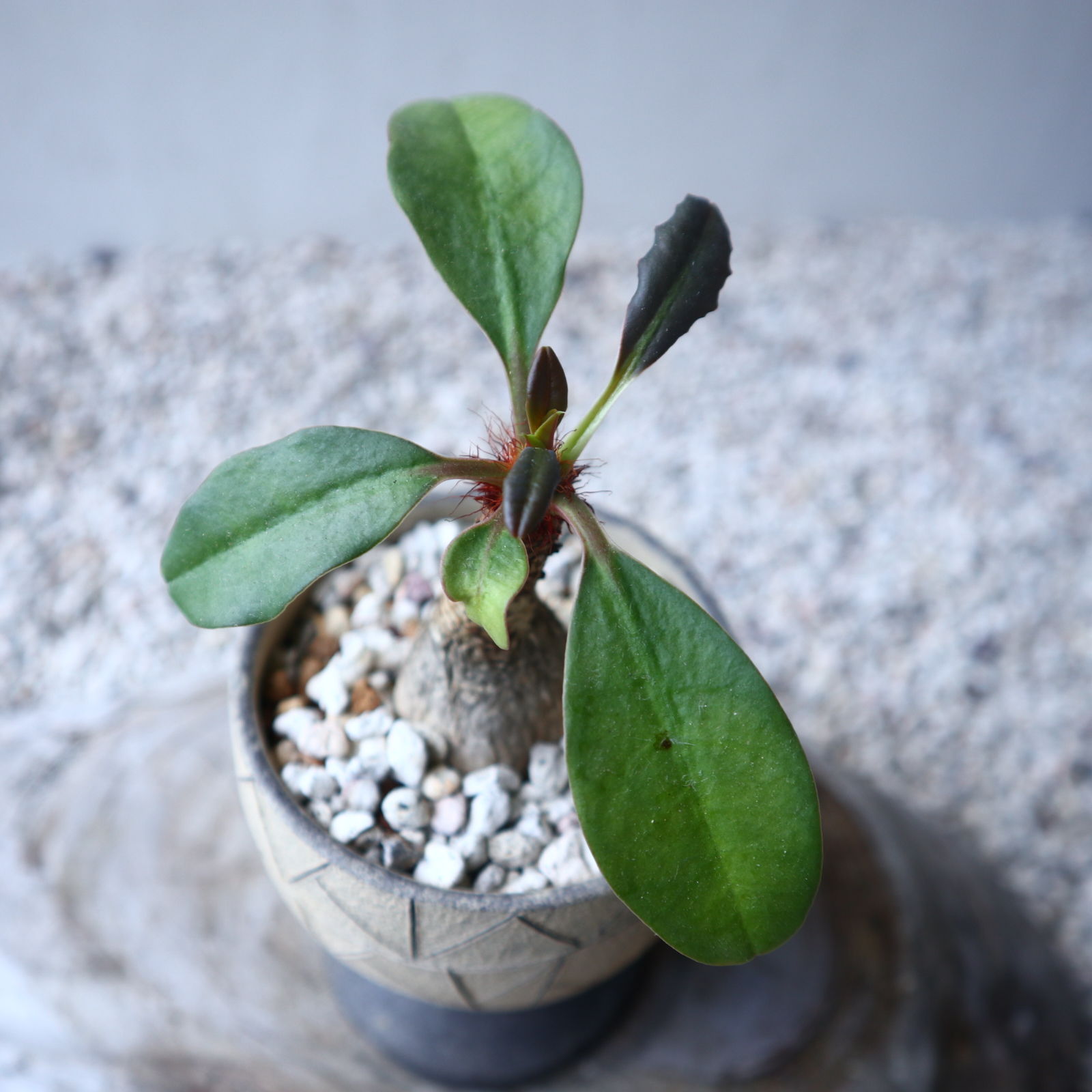 ユーフォルビア ラメナ Euphorbia ramena no.122213 |