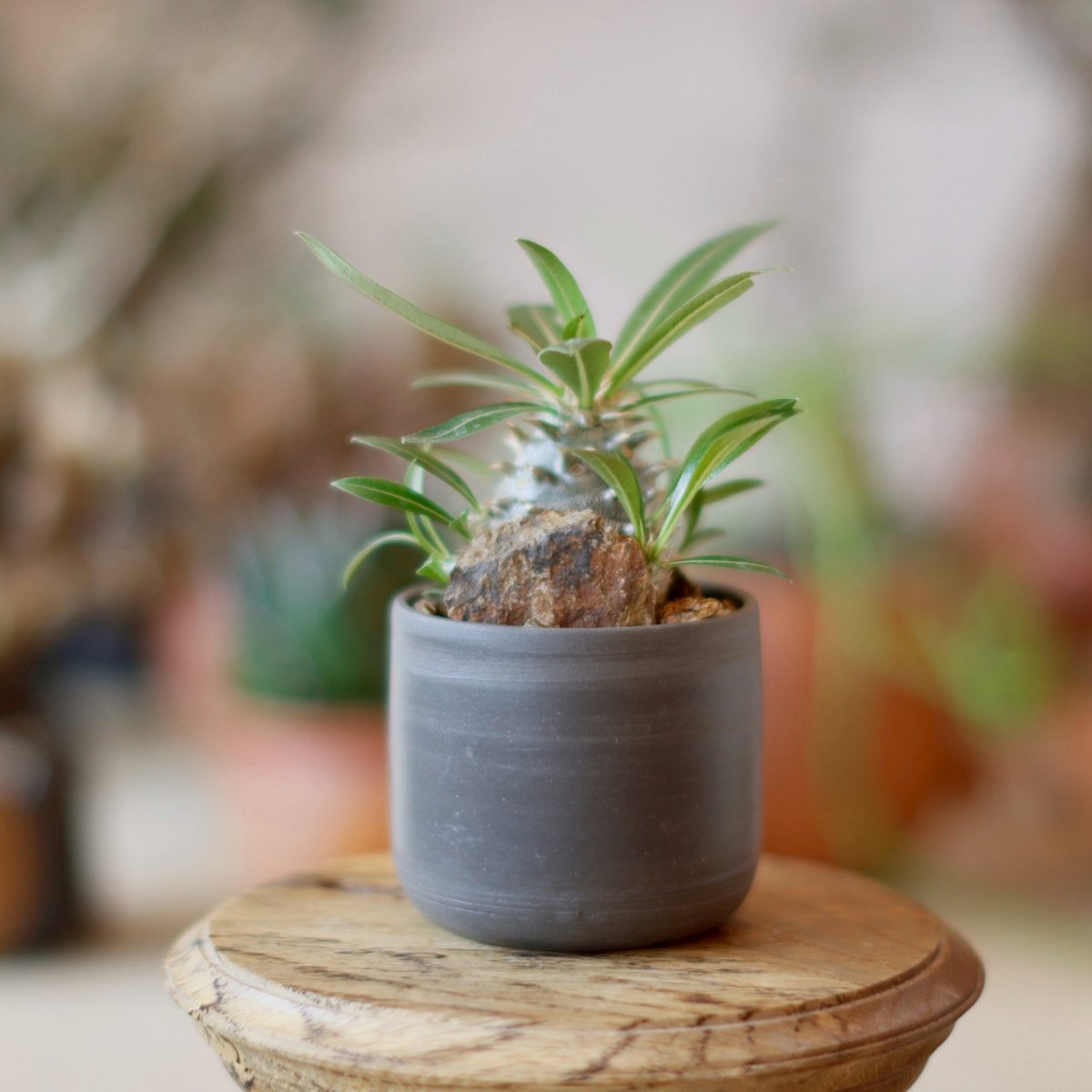 パキポディウム恵比寿笑い 発根済み N/OH 鉢ごと発送 コロ鉢 芽の巣山 パキポディウム恵比寿笑い 発根済み N/OH 鉢ごと発送 コロ鉢 芽の巣山