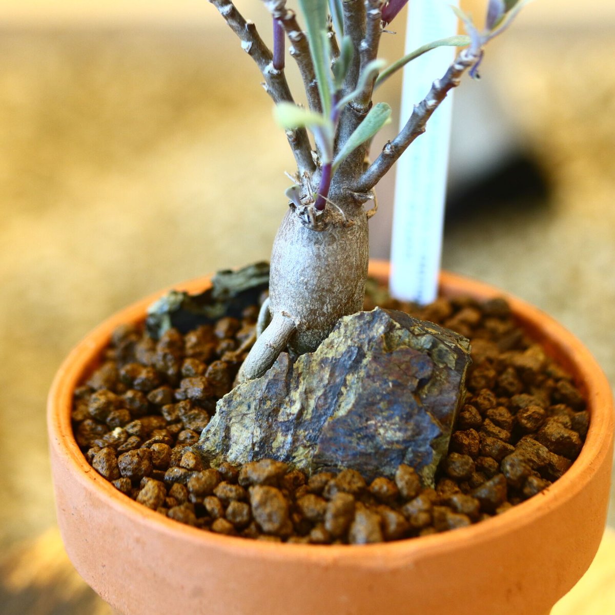 YAMABACHI × Othonna obtusiloba no.102253 | 芽の巣山