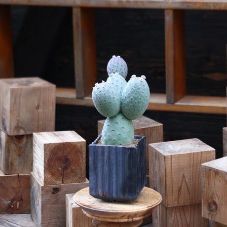 テフロカクタス ゲオメトリクス / Tephrocactus geometricus   no.31964