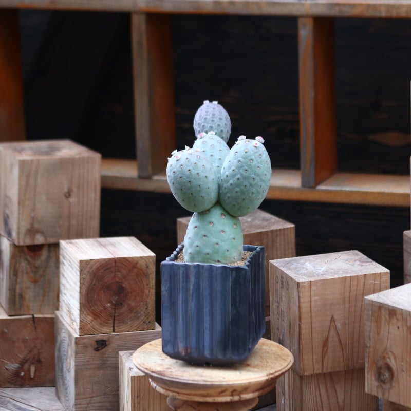 テフロカクタス ゲオメトリクス / Tephrocactus geometricus no テフロカクタス ゲオメトリクス / Tephrocactus geometricus no